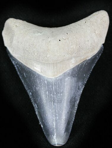 Bone Valley Megalodon Tooth #22916